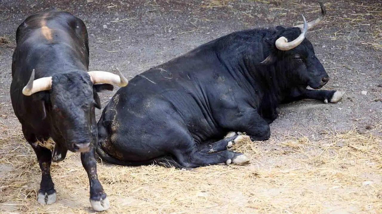 Toros de la ganader&iacute;a de Cebada Gago (8 de julio), en los Corrales del Gas de Pamplona para San Ferm&iacute;n 2026. I&Ntilde;IGO ALZUGARAY