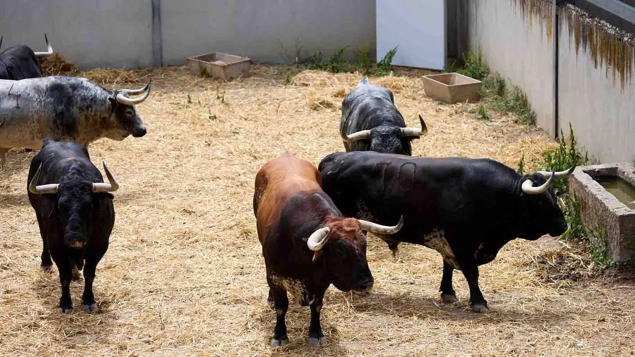 Toros de la ganader&iacute;a de Cebada Gago (8 de julio), en los Corrales del Gas de Pamplona para San Ferm&iacute;n 2026. I&Ntilde;IGO ALZUGARAY