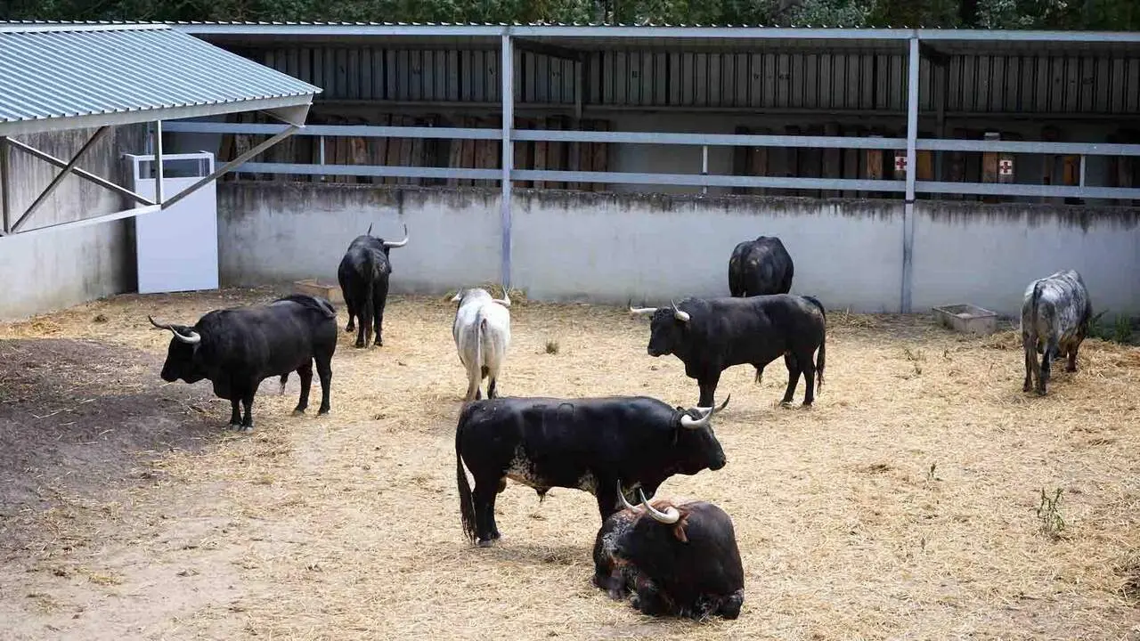 Toros de la ganader&iacute;a de Cebada Gago (8 de julio), en los Corrales del Gas de Pamplona para San Ferm&iacute;n 2026. I&Ntilde;IGO ALZUGARAY