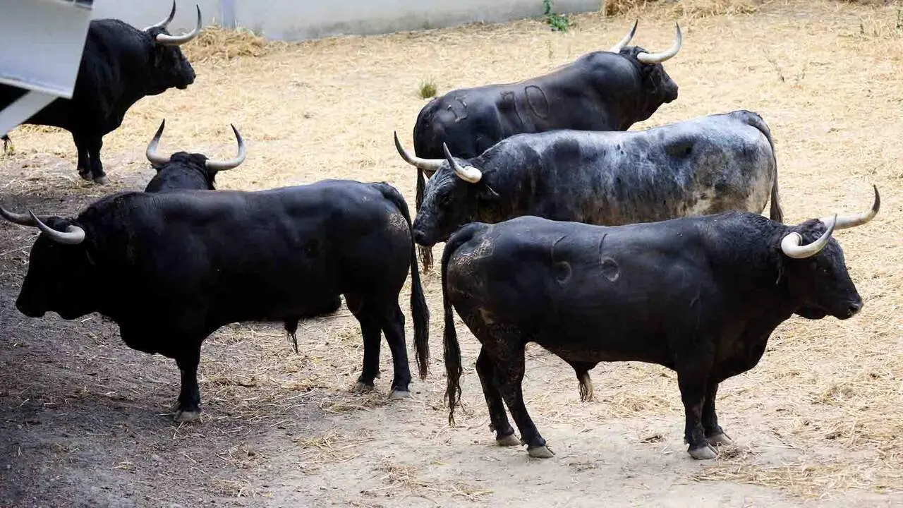 Toros de la ganader&iacute;a de Cebada Gago (8 de julio), en los Corrales del Gas de Pamplona para San Ferm&iacute;n 2026. I&Ntilde;IGO ALZUGARAY