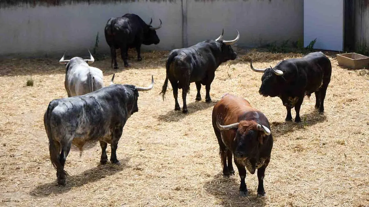 Toros de la ganader&iacute;a de Cebada Gago (8 de julio), en los Corrales del Gas de Pamplona para San Ferm&iacute;n 2026. I&Ntilde;IGO ALZUGARAY