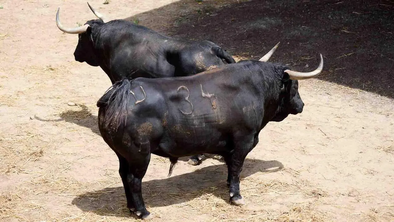 Toros de la ganader&iacute;a de Cebada Gago (8 de julio), en los Corrales del Gas de Pamplona para San Ferm&iacute;n 2026. I&Ntilde;IGO ALZUGARAY