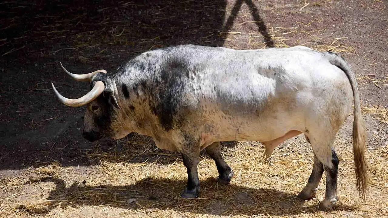 Toros de la ganader&iacute;a de Cebada Gago (8 de julio), en los Corrales del Gas de Pamplona para San Ferm&iacute;n 2026. I&Ntilde;IGO ALZUGARAY