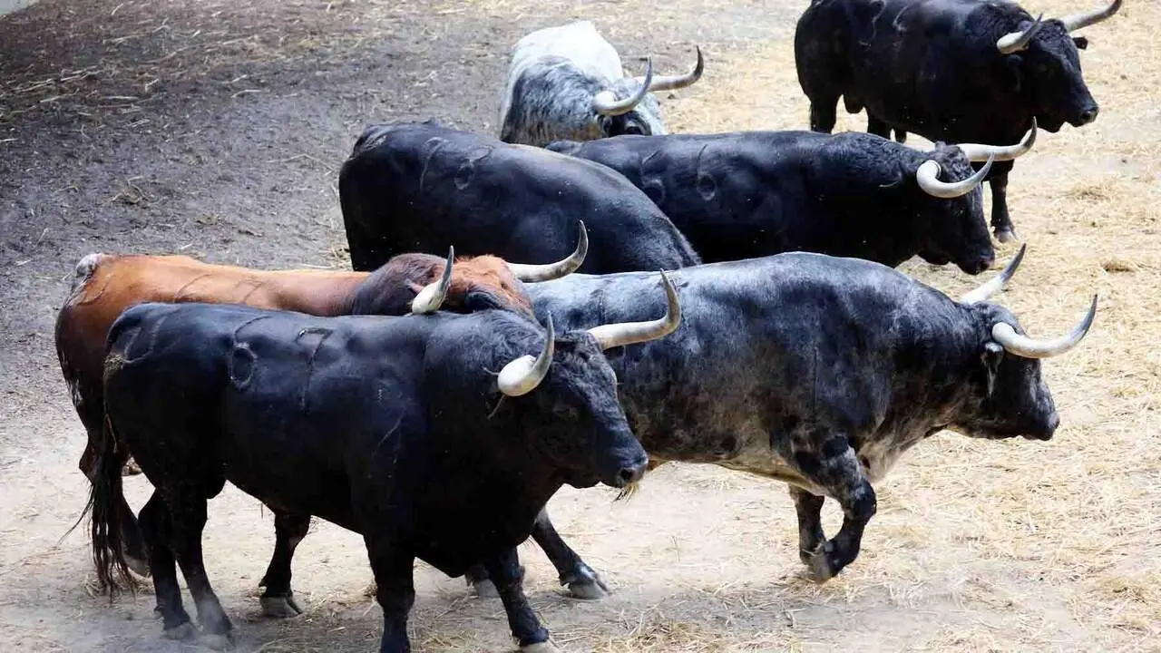 Toros de la ganader&iacute;a de Cebada Gago (8 de julio), en los Corrales del Gas de Pamplona para San Ferm&iacute;n 2026. I&Ntilde;IGO ALZUGARAY