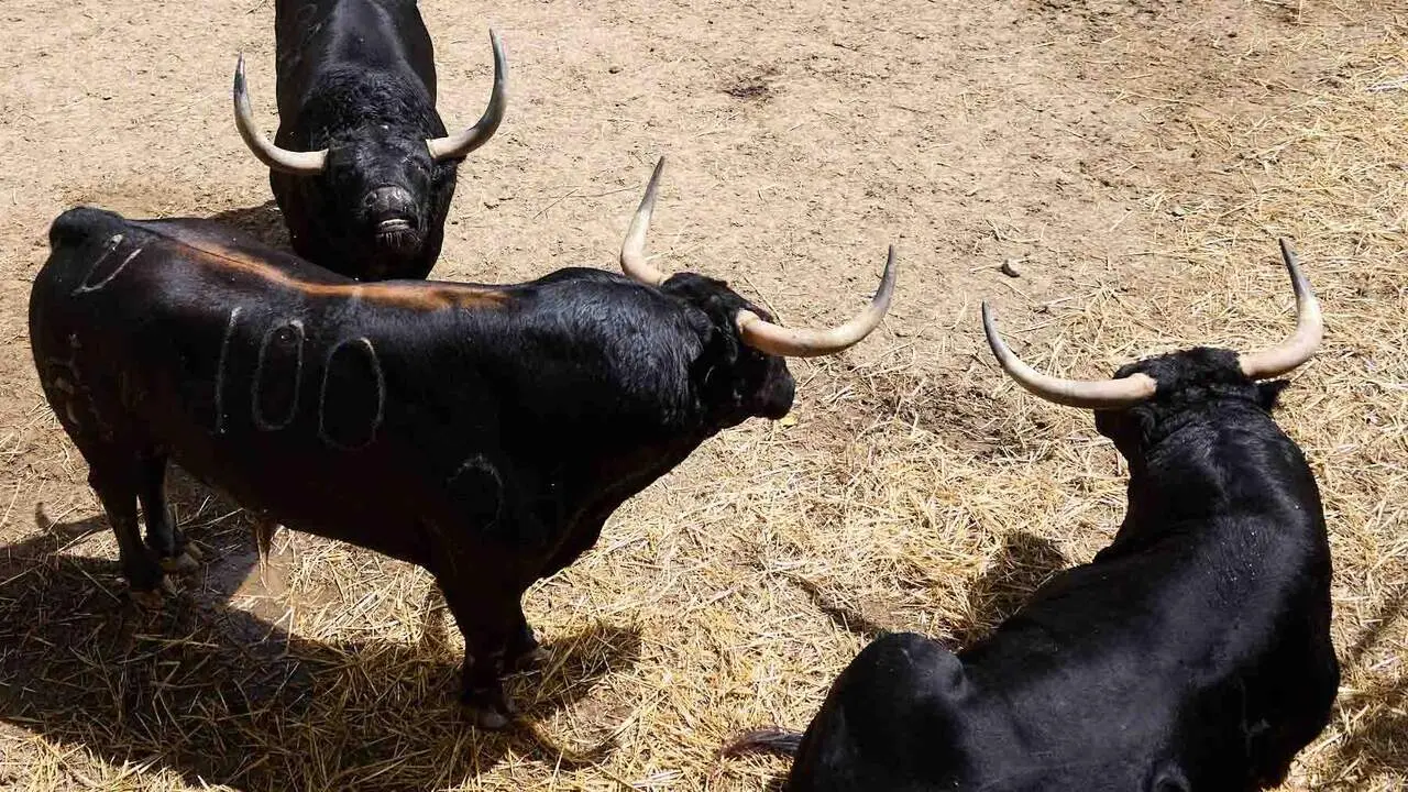 Toros de la ganader&iacute;a de Cebada Gago (8 de julio), en los Corrales del Gas de Pamplona para San Ferm&iacute;n 2026. I&Ntilde;IGO ALZUGARAY