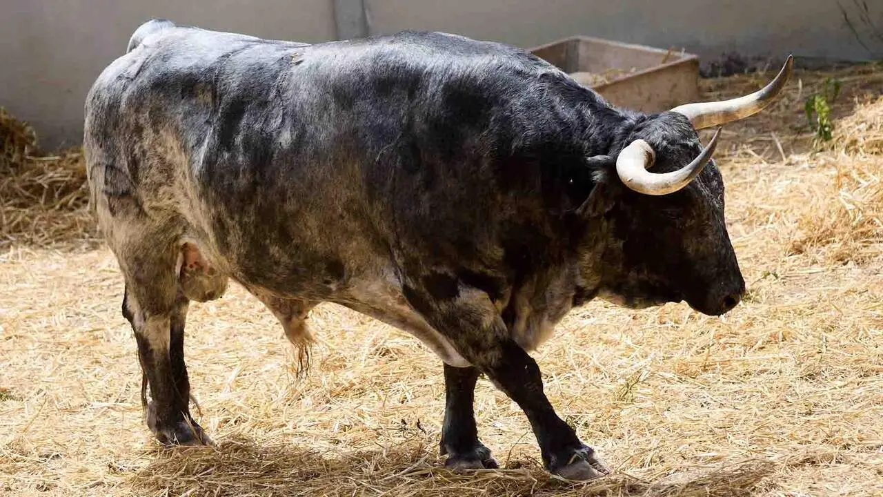 El toro 'Palillero' (n&ordm; 13) de la ganader&iacute;a de Cebada Gago (8 de julio), c&aacute;rdeno, y de 585 kilos de peso, en los Corrales del Gas de Pamplona para San Ferm&iacute;n 2026. I&Ntilde;IGO ALZUGARAY