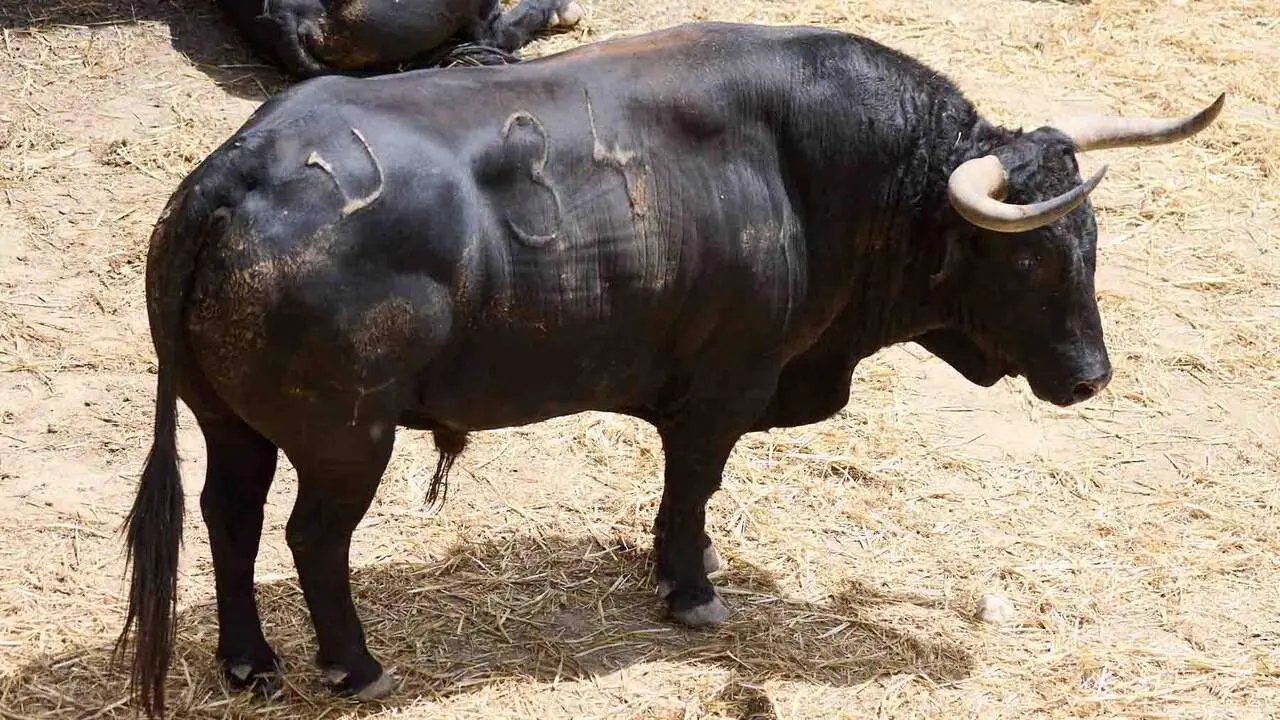 El toro 'Destacado' (n&ordm; 34) de la ganader&iacute;a de Cebada Gago (8 de julio), negro, y de 595 kilos de peso, en los Corrales del Gas de Pamplona para San Ferm&iacute;n 2026. I&Ntilde;IGO ALZUGARAY