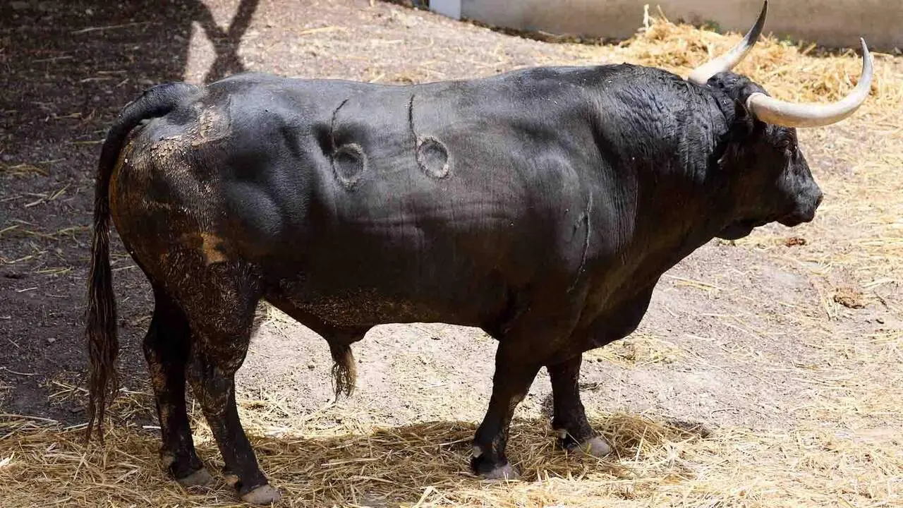 El toro 'Branador' (n&ordm; 66) de la ganader&iacute;a de Cebada Gago (8 de julio), negro bragado meano, y de 555 kilos de peso, en los Corrales del Gas de Pamplona para San Ferm&iacute;n 2026. I&Ntilde;IGO ALZUGARAY