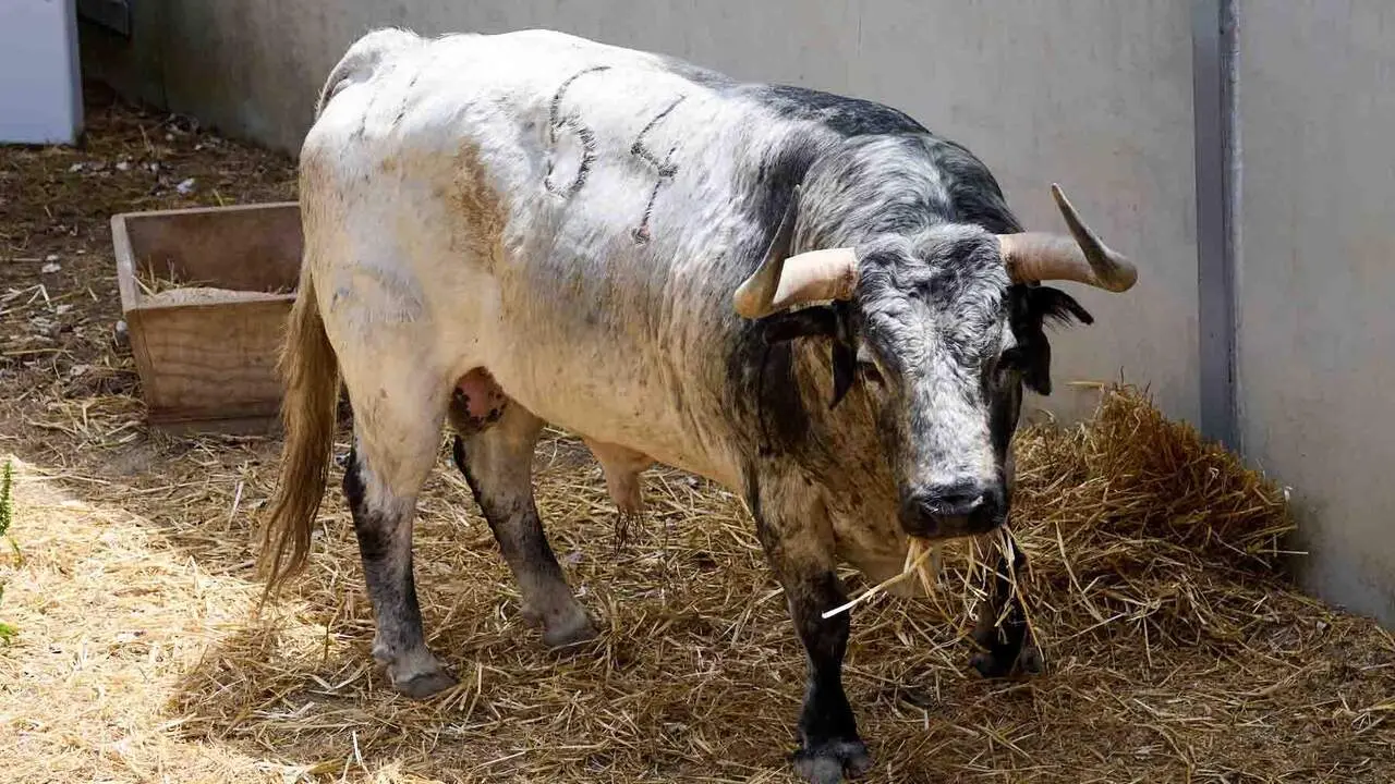 El toro 'Fil&oacute;sofo' (n&ordm; 64) de la ganader&iacute;a de Cebada Gago (8 de julio), c&aacute;rdeno claro, y de 565 kilos de peso, en los Corrales del Gas de Pamplona para San Ferm&iacute;n 2026. I&Ntilde;IGO ALZUGARAY