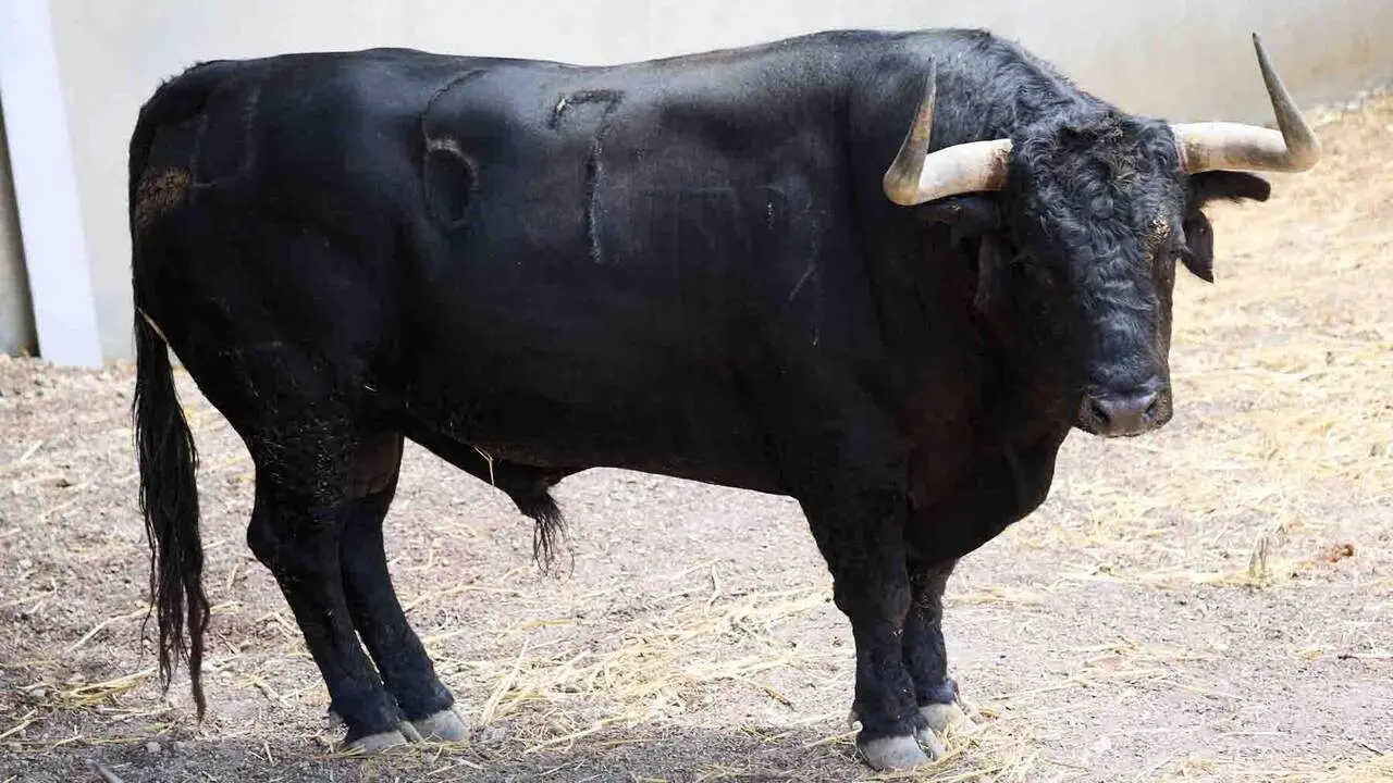 El toro 'Manijero' (n&ordm; 67) de la ganader&iacute;a de Cebada Gago (8 de julio), negro, y de 590 kilos de peso, en los Corrales del Gas de Pamplona para San Ferm&iacute;n 2026. I&Ntilde;IGO ALZUGARAY