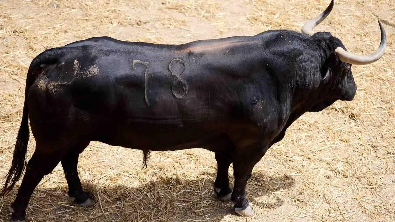El toro 'Cepillito' (n&ordm; 78) de la ganader&iacute;a de Cebada Gago (8 de julio), negro, y de 575 kilos de peso, en los Corrales del Gas de Pamplona para San Ferm&iacute;n 2026. I&Ntilde;IGO ALZUGARAY