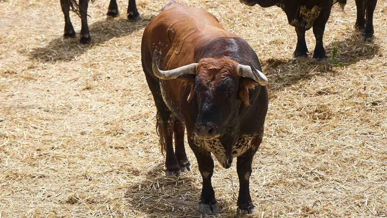 El toro 'Juncal III' (n&ordm; 63) de la ganader&iacute;a de Cebada Gago (8 de julio), sardo, y de 610 kilos de peso, en los Corrales del Gas de Pamplona para San Ferm&iacute;n 2026. I&Ntilde;IGO ALZUGARAY
