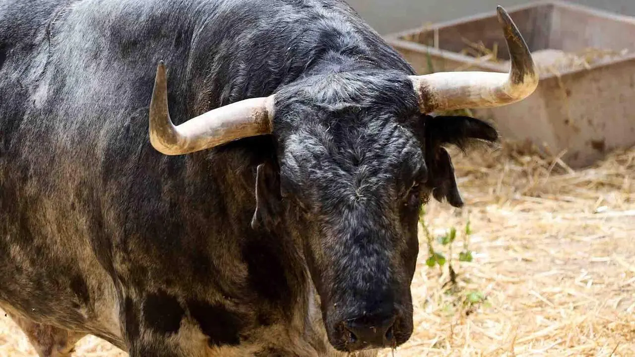 El toro 'Palillero' (n&ordm; 13) de la ganader&iacute;a de Cebada Gago (8 de julio), c&aacute;rdeno, y de 585 kilos de peso, en los Corrales del Gas de Pamplona para San Ferm&iacute;n 2026. I&Ntilde;IGO ALZUGARAY