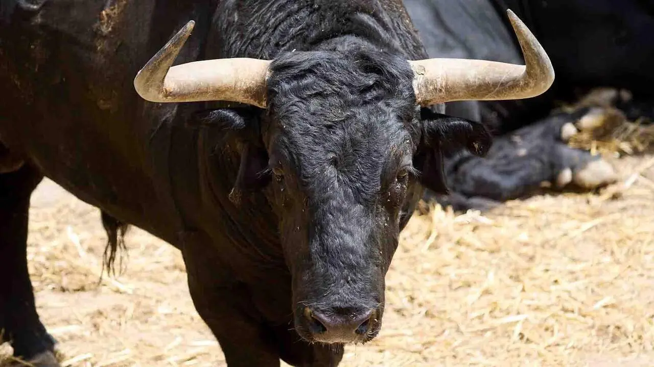 El toro 'Destacado' (n&ordm; 34) de la ganader&iacute;a de Cebada Gago (8 de julio), negro, y de 595 kilos de peso, en los Corrales del Gas de Pamplona para San Ferm&iacute;n 2026. I&Ntilde;IGO ALZUGARAY