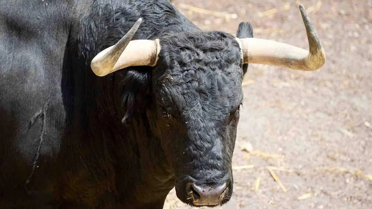 El toro 'Branador' (n&ordm; 66) de la ganader&iacute;a de Cebada Gago (8 de julio), negro bragado meano, y de 555 kilos de peso, en los Corrales del Gas de Pamplona para San Ferm&iacute;n 2026. I&Ntilde;IGO ALZUGARAY