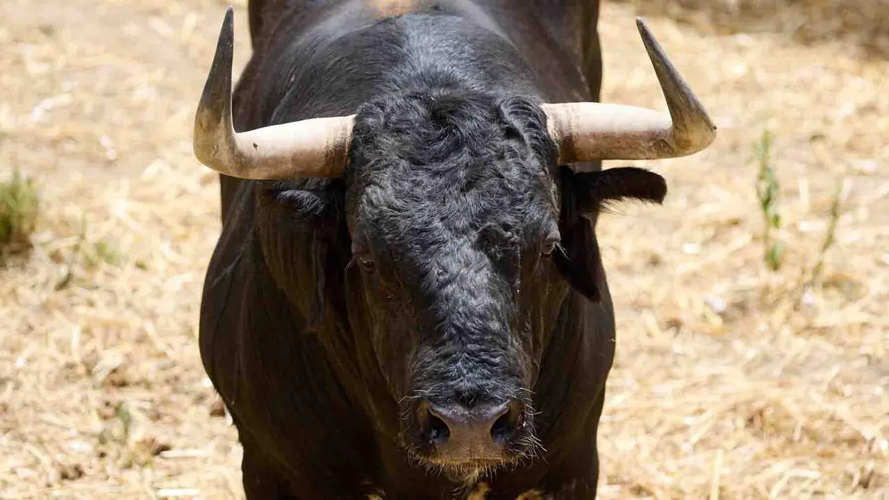 El toro 'Pintado' (n&ordm; 70) de la ganader&iacute;a de Cebada Gago (8 de julio), negro mulato chorreado bragado corrido axiblanco, y de 565 kilos de peso, en los Corrales del Gas de Pamplona para San Ferm&iacute;n 2026. I&Ntilde;IGO ALZUGARAY