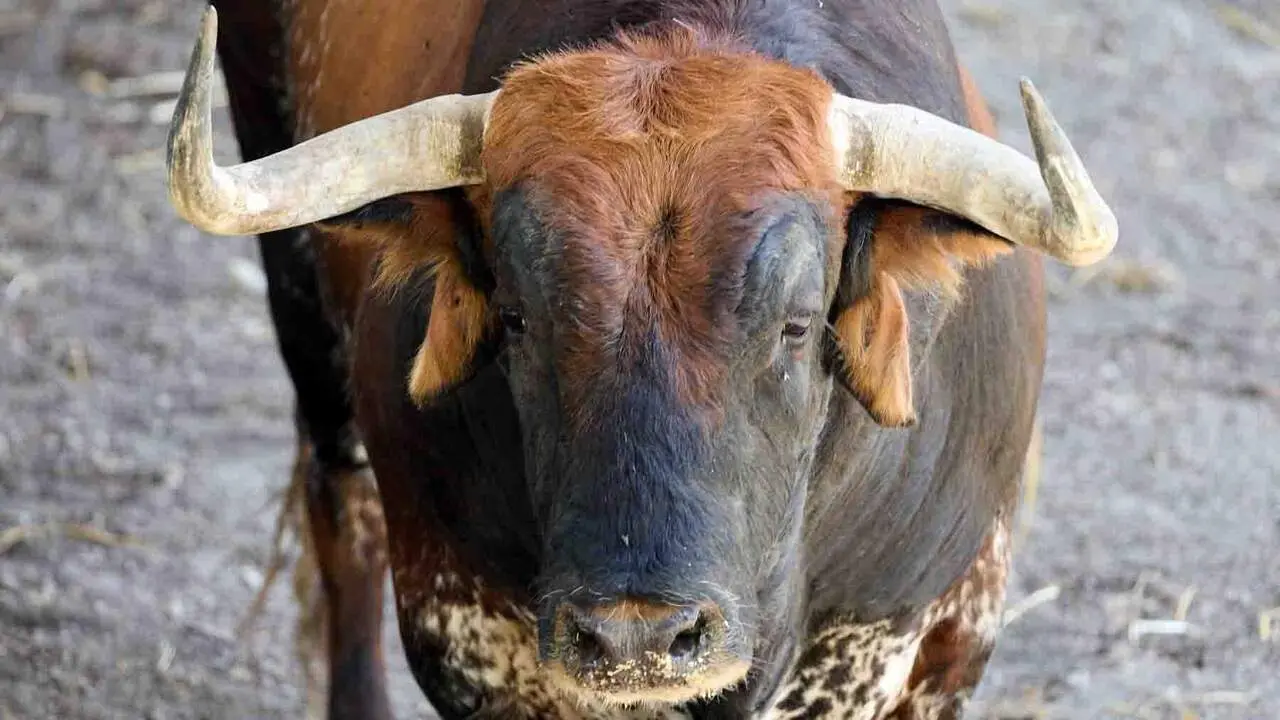 El toro 'Juncal III' (n&ordm; 63) de la ganader&iacute;a de Cebada Gago (8 de julio), sardo, y de 610 kilos de peso, en los Corrales del Gas de Pamplona para San Ferm&iacute;n 2026. I&Ntilde;IGO ALZUGARAY