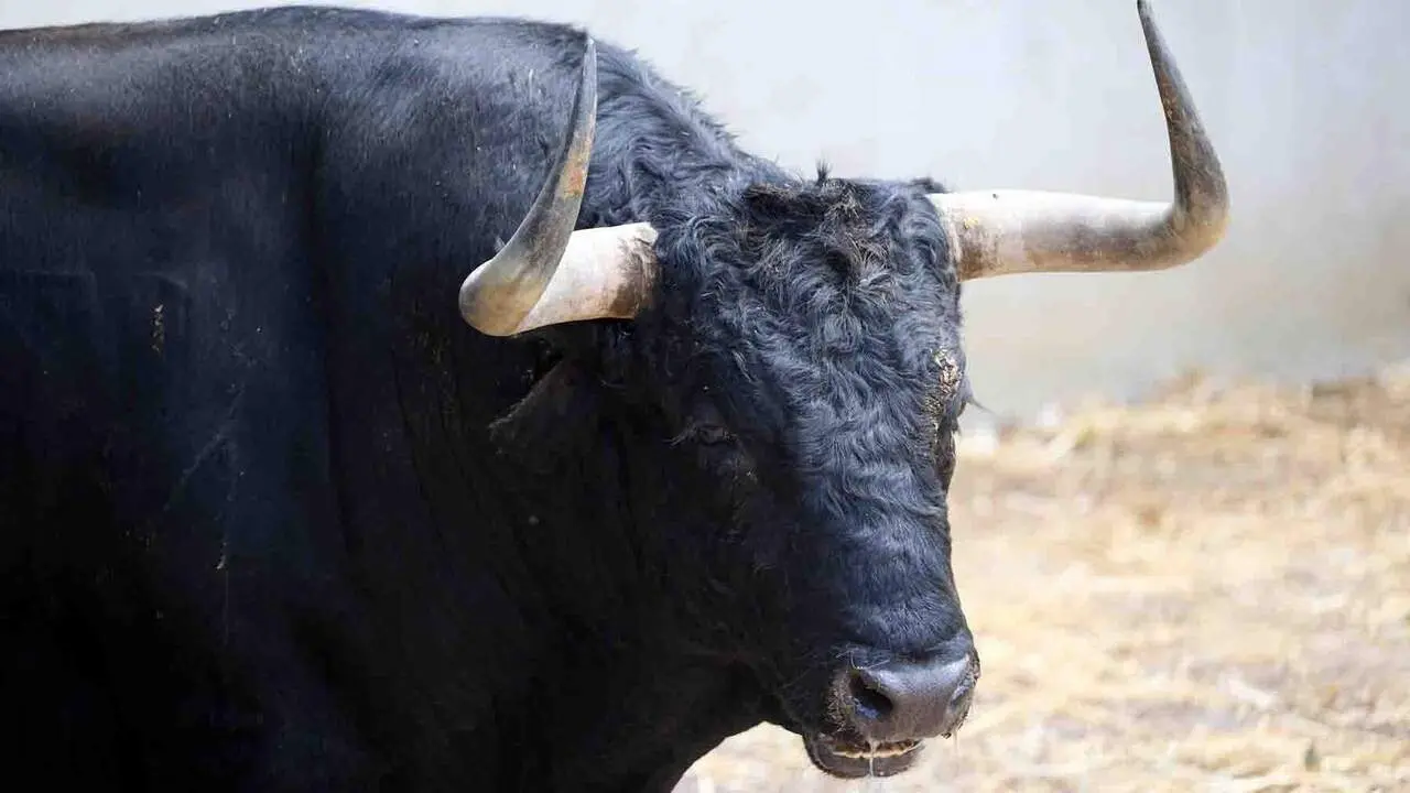 El toro 'Manijero' (n&ordm; 67) de la ganader&iacute;a de Cebada Gago (8 de julio), negro, y de 590 kilos de peso, en los Corrales del Gas de Pamplona para San Ferm&iacute;n 2026. I&Ntilde;IGO ALZUGARAY