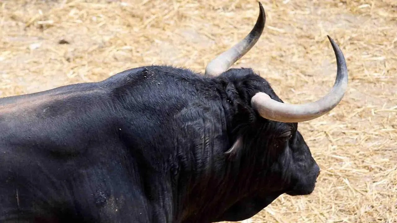 El toro 'Cepillito' (n&ordm; 78) de la ganader&iacute;a de Cebada Gago (8 de julio), negro, y de 575 kilos de peso, en los Corrales del Gas de Pamplona para San Ferm&iacute;n 2026. I&Ntilde;IGO ALZUGARAY