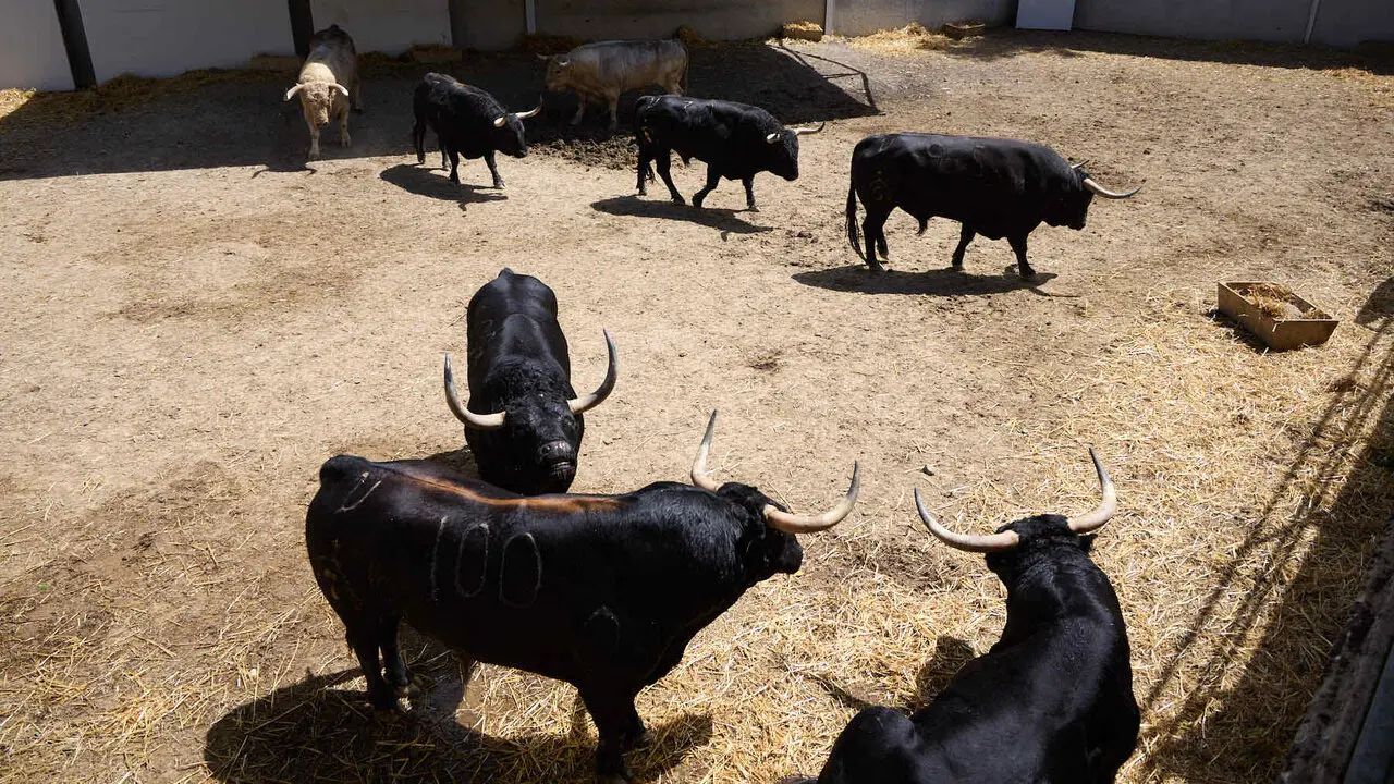 Toros de la ganader&iacute;a de Fuente Ymbro (7 de julio), en los Corrales del Gas de Pamplona para San Ferm&iacute;n 2026. I&Ntilde;IGO ALZUGARAY