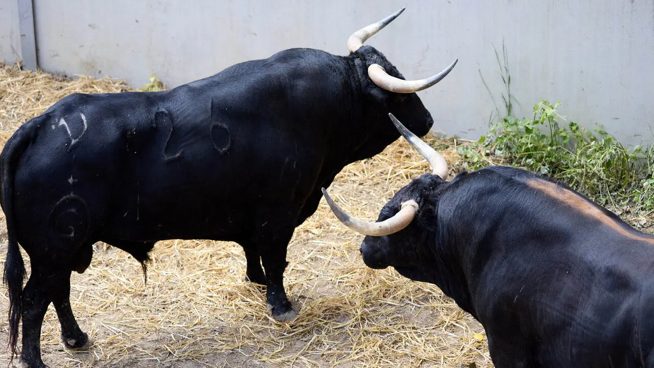 Toros de la ganader&iacute;a de Fuente Ymbro (7 de julio), en los Corrales del Gas de Pamplona para San Ferm&iacute;n 2026. I&Ntilde;IGO ALZUGARAY