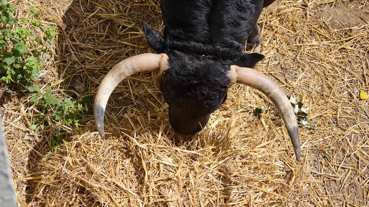 Toros de la ganader&iacute;a de Fuente Ymbro (7 de julio), en los Corrales del Gas de Pamplona para San Ferm&iacute;n 2026. I&Ntilde;IGO ALZUGARAY