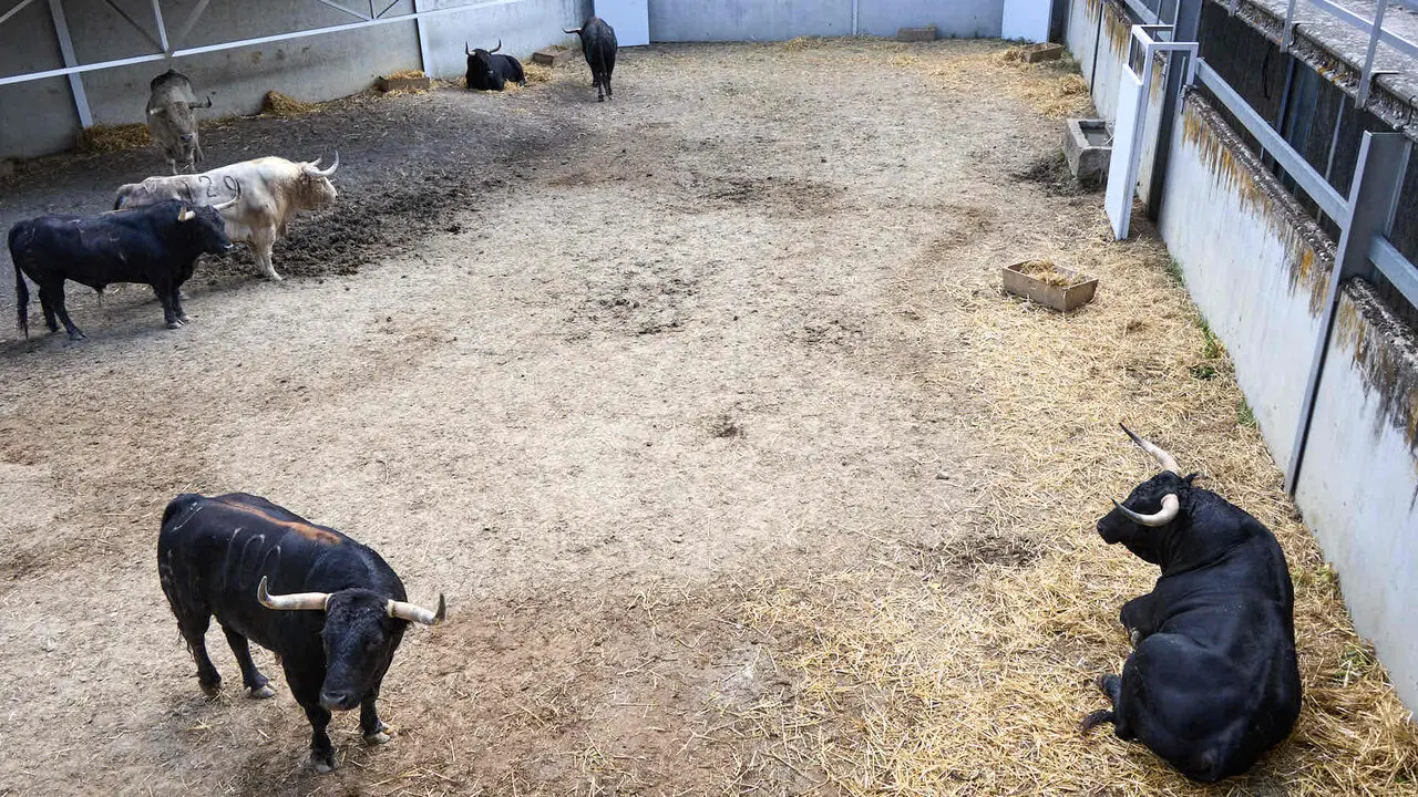 Toros de la ganader&iacute;a de Fuente Ymbro (7 de julio), en los Corrales del Gas de Pamplona para San Ferm&iacute;n 2026. I&Ntilde;IGO ALZUGARAY