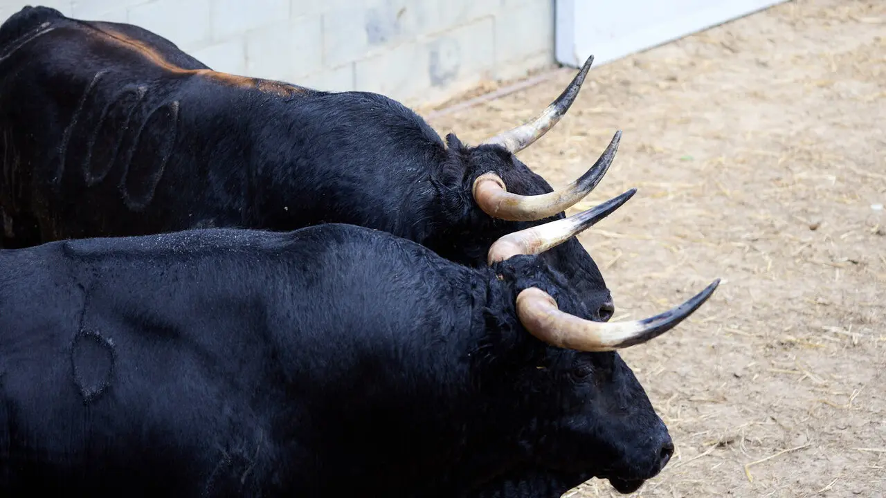 Toros de la ganader&iacute;a de Fuente Ymbro (7 de julio), en los Corrales del Gas de Pamplona para San Ferm&iacute;n 2026. I&Ntilde;IGO ALZUGARAY