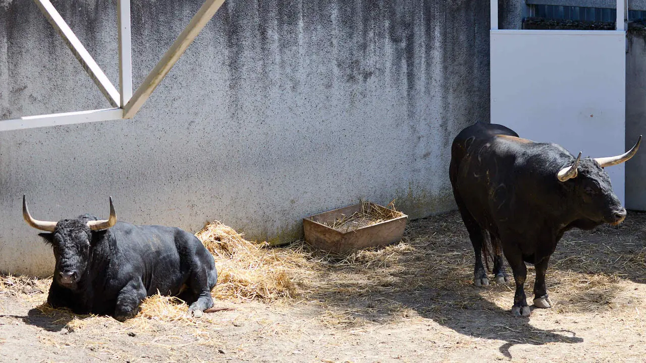 Toros de la ganader&iacute;a de Fuente Ymbro (7 de julio), en los Corrales del Gas de Pamplona para San Ferm&iacute;n 2026. I&Ntilde;IGO ALZUGARAY