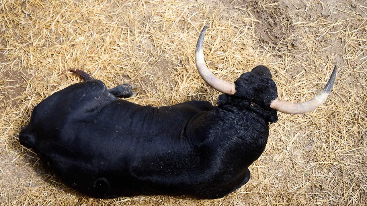 Toros de la ganader&iacute;a de Fuente Ymbro (7 de julio), en los Corrales del Gas de Pamplona para San Ferm&iacute;n 2026. I&Ntilde;IGO ALZUGARAY