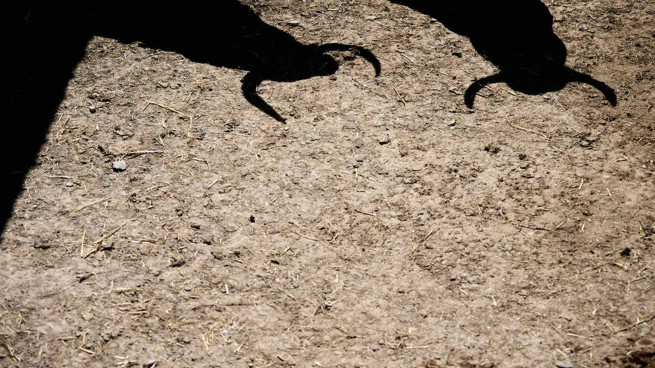 Toros de la ganader&iacute;a de Fuente Ymbro (7 de julio), en los Corrales del Gas de Pamplona para San Ferm&iacute;n 2026. I&Ntilde;IGO ALZUGARAY