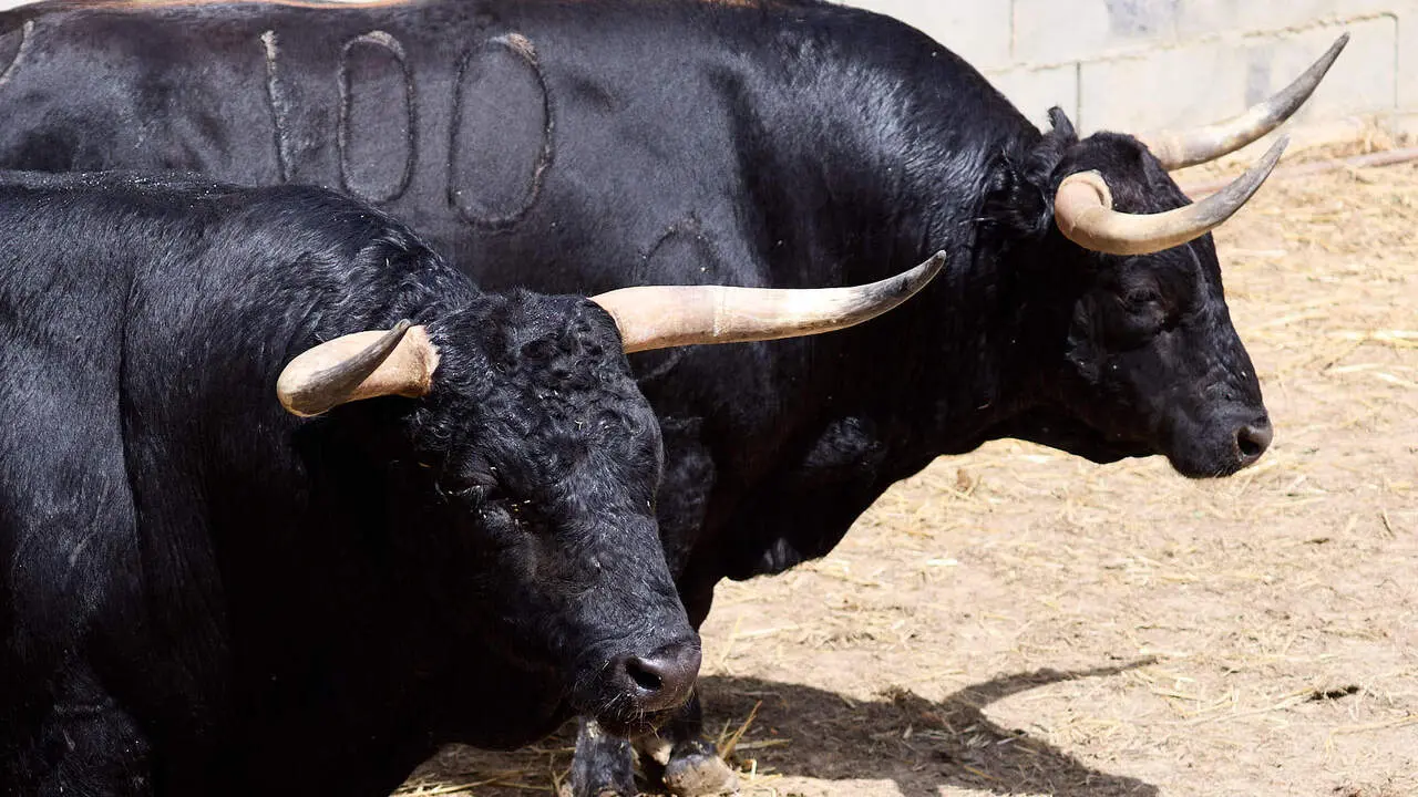 Toros de la ganader&iacute;a de Fuente Ymbro (7 de julio), en los Corrales del Gas de Pamplona para San Ferm&iacute;n 2026. I&Ntilde;IGO ALZUGARAY