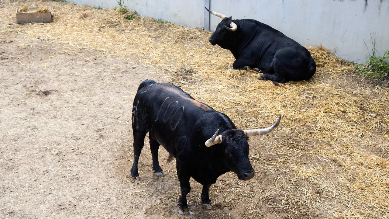 Toros de la ganader&iacute;a de Fuente Ymbro (7 de julio), en los Corrales del Gas de Pamplona para San Ferm&iacute;n 2026. I&Ntilde;IGO ALZUGARAY