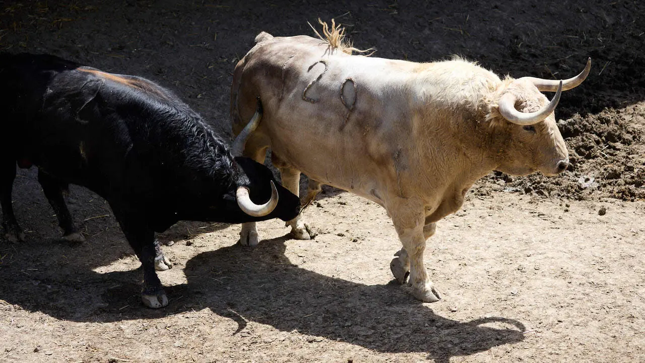 Toros de la ganader&iacute;a de Fuente Ymbro (7 de julio), en los Corrales del Gas de Pamplona para San Ferm&iacute;n 2026. I&Ntilde;IGO ALZUGARAY