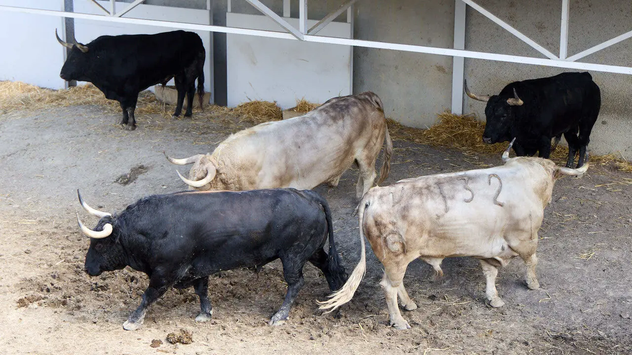 Toros de la ganader&iacute;a de Fuente Ymbro (7 de julio), en los Corrales del Gas de Pamplona para San Ferm&iacute;n 2026. I&Ntilde;IGO ALZUGARAY