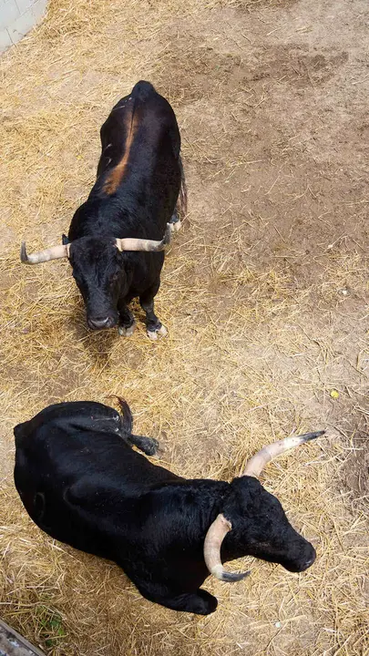 Toros de la ganader&iacute;a de Fuente Ymbro (7 de julio), en los Corrales del Gas de Pamplona para San Ferm&iacute;n 2026. I&Ntilde;IGO ALZUGARAY