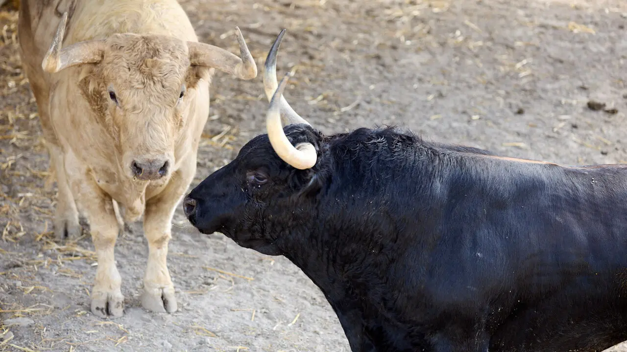 Toros de la ganader&iacute;a de Fuente Ymbro (7 de julio), en los Corrales del Gas de Pamplona para San Ferm&iacute;n 2026. I&Ntilde;IGO ALZUGARAY