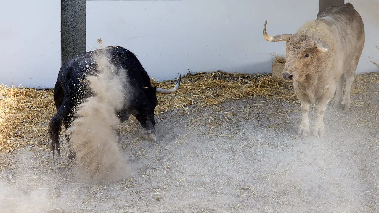 Toros de la ganader&iacute;a de Fuente Ymbro (7 de julio), en los Corrales del Gas de Pamplona para San Ferm&iacute;n 2026. I&Ntilde;IGO ALZUGARAY