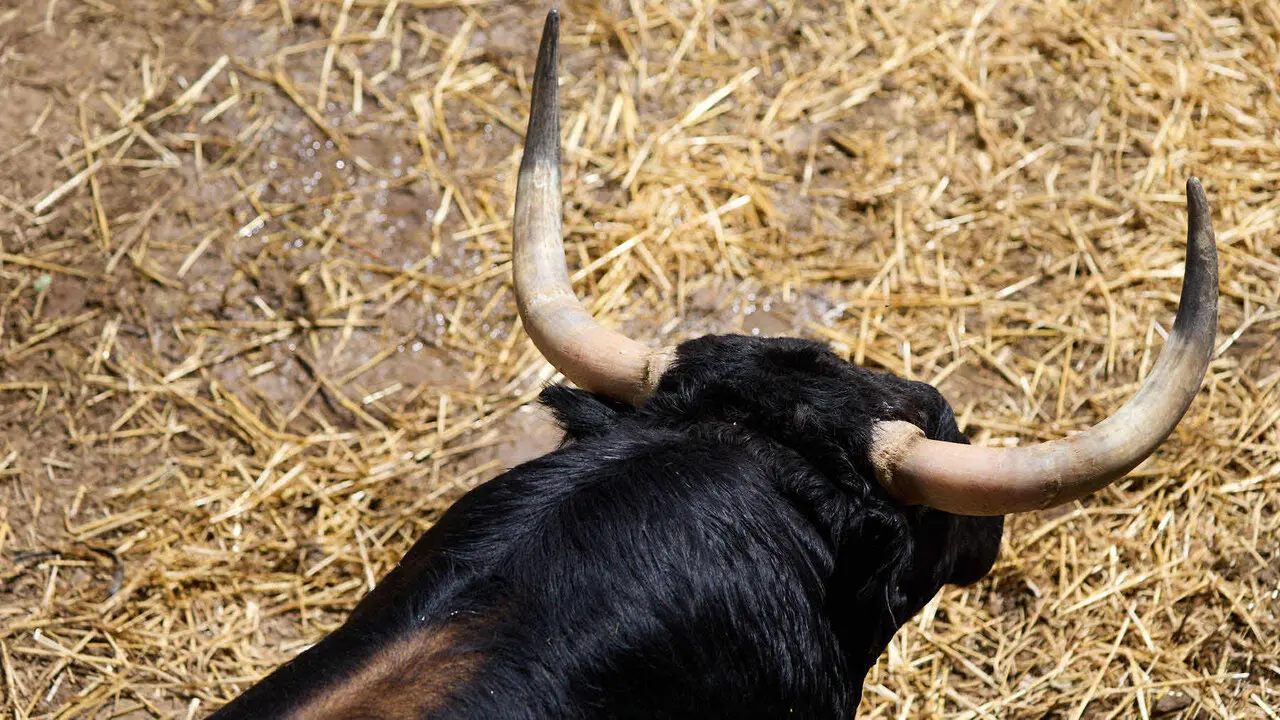 Toros de la ganader&iacute;a de Fuente Ymbro (7 de julio), en los Corrales del Gas de Pamplona para San Ferm&iacute;n 2026. I&Ntilde;IGO ALZUGARAY