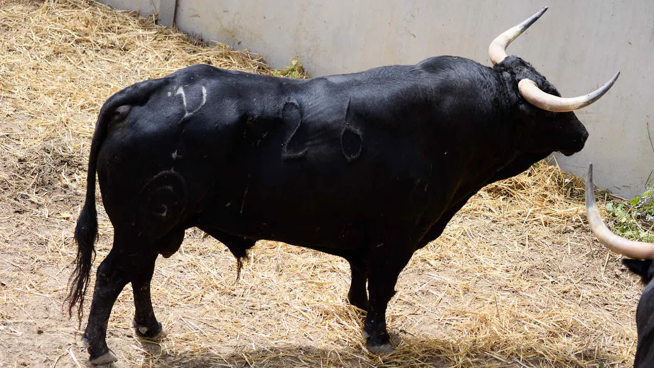 El toro 'Tramposo' (n&ordm; 26) de la ganader&iacute;a de Fuente Ymbro (7 de julio), negro, y de 600 kilos de peso, en los Corrales del Gas de Pamplona para San Ferm&iacute;n 2026. I&Ntilde;IGO ALZUGARAY