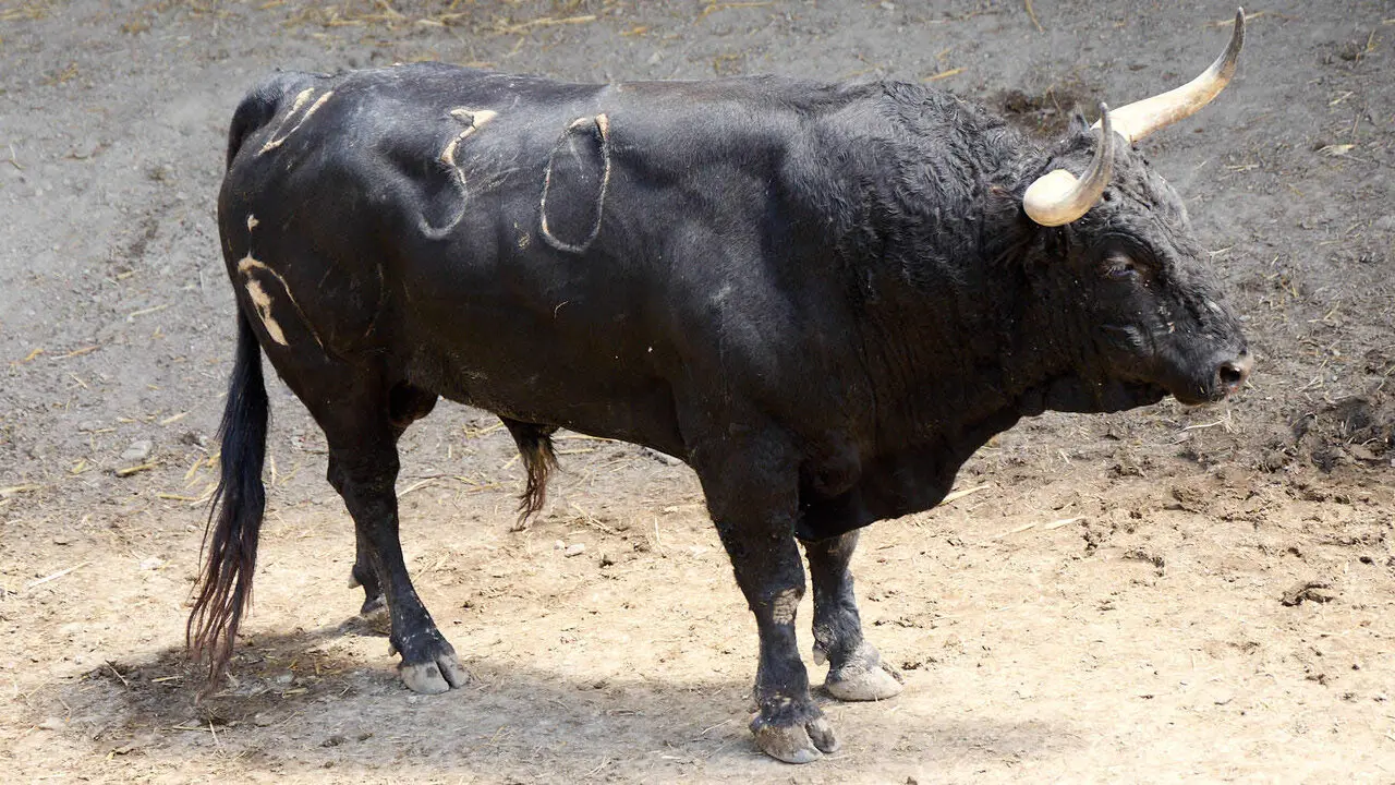 El toro 'Fanfarr&oacute;n' (n&ordm; 30) de la ganader&iacute;a de Fuente Ymbro (7 de julio), negro bragado meano, y de 585 kilos de peso, en los Corrales del Gas de Pamplona para San Ferm&iacute;n 2026. I&Ntilde;IGO ALZUGARAY