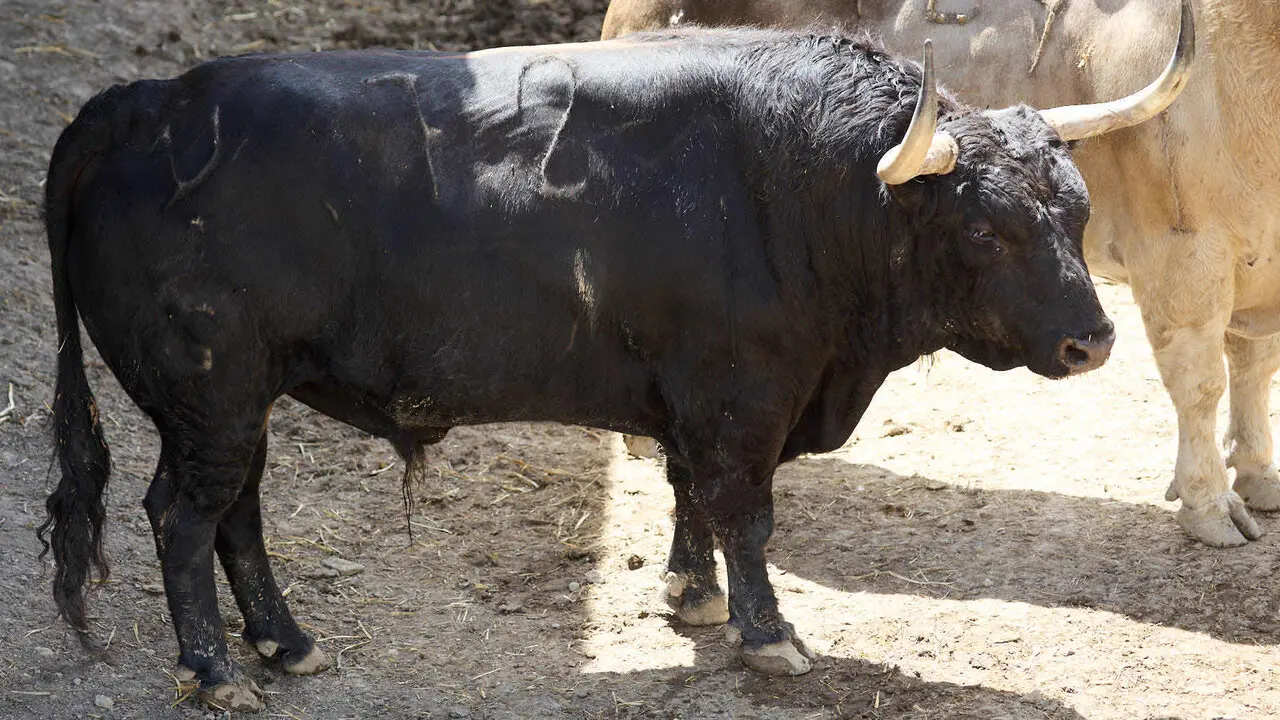 El toro 'Manirroto' (n&ordm; 72) de la ganader&iacute;a de Fuente Ymbro (7 de julio), negro list&oacute;n, y de 570 kilos de peso, en los Corrales del Gas de Pamplona para San Ferm&iacute;n 2026. I&Ntilde;IGO ALZUGARAY