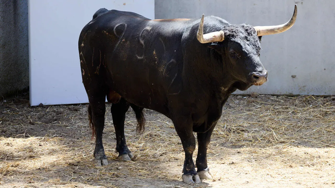 El toro 'Hostelero' (n&ordm; 95) de la ganader&iacute;a de Fuente Ymbro (7 de julio), negro, y de 610 kilos de peso, en los Corrales del Gas de Pamplona para San Ferm&iacute;n 2026. I&Ntilde;IGO ALZUGARAY