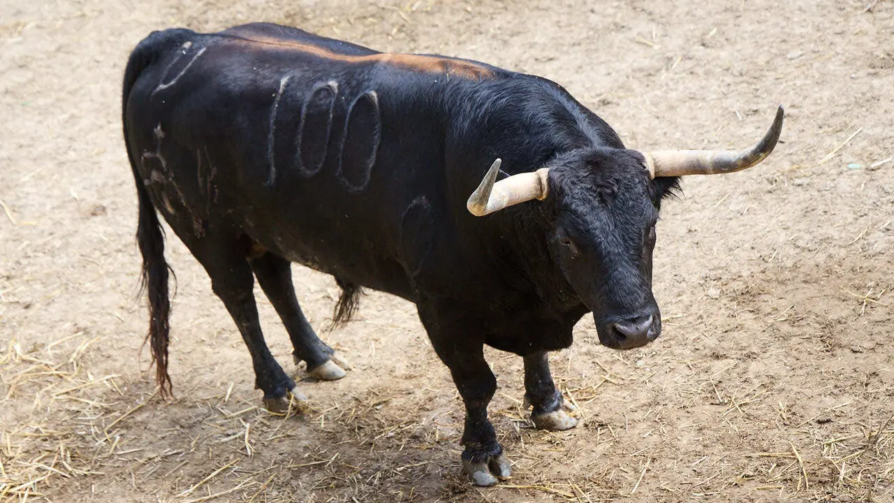 El toro 'Escribiente' (n&ordm; 100) de la ganader&iacute;a de Fuente Ymbro (7 de julio), negro list&oacute;n, y de 575 kilos de peso, en los Corrales del Gas de Pamplona para San Ferm&iacute;n 2026. I&Ntilde;IGO ALZUGARAY