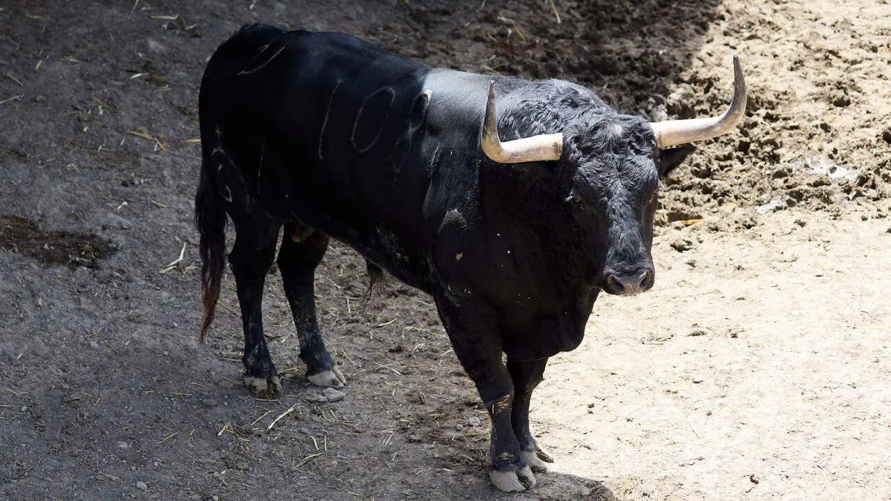 El toro 'Botellero' (n&ordm; 108) de la ganader&iacute;a de Fuente Ymbro (7 de julio), negro, y de 570 kilos de peso, en los Corrales del Gas de Pamplona para San Ferm&iacute;n 2026. I&Ntilde;IGO ALZUGARAY