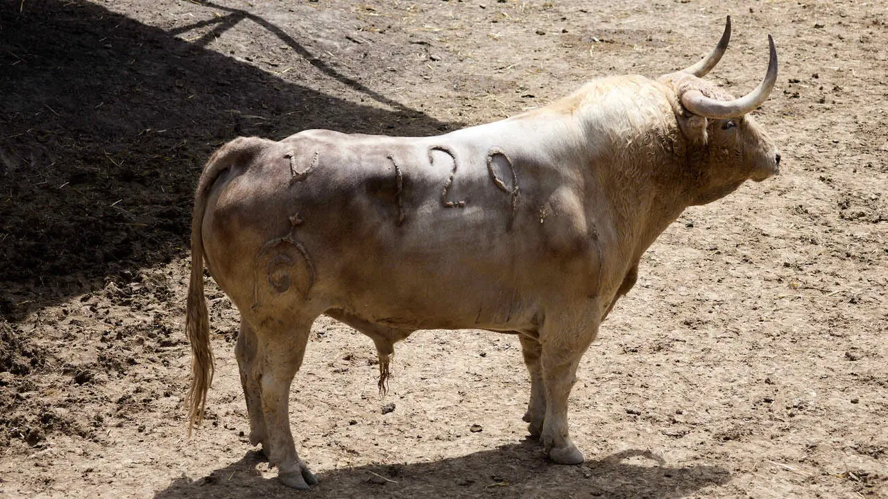 El toro 'Improvisado' (n&ordm; 129) de la ganader&iacute;a de Fuente Ymbro (7 de julio), jabonero, y de 610 kilos de peso, en los Corrales del Gas de Pamplona para San Ferm&iacute;n 2026. I&Ntilde;IGO ALZUGARAY