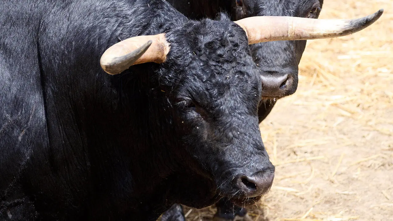 El toro 'Tramposo' (n&ordm; 26) de la ganader&iacute;a de Fuente Ymbro (7 de julio), negro, y de 600 kilos de peso, en los Corrales del Gas de Pamplona para San Ferm&iacute;n 2026. I&Ntilde;IGO ALZUGARAY