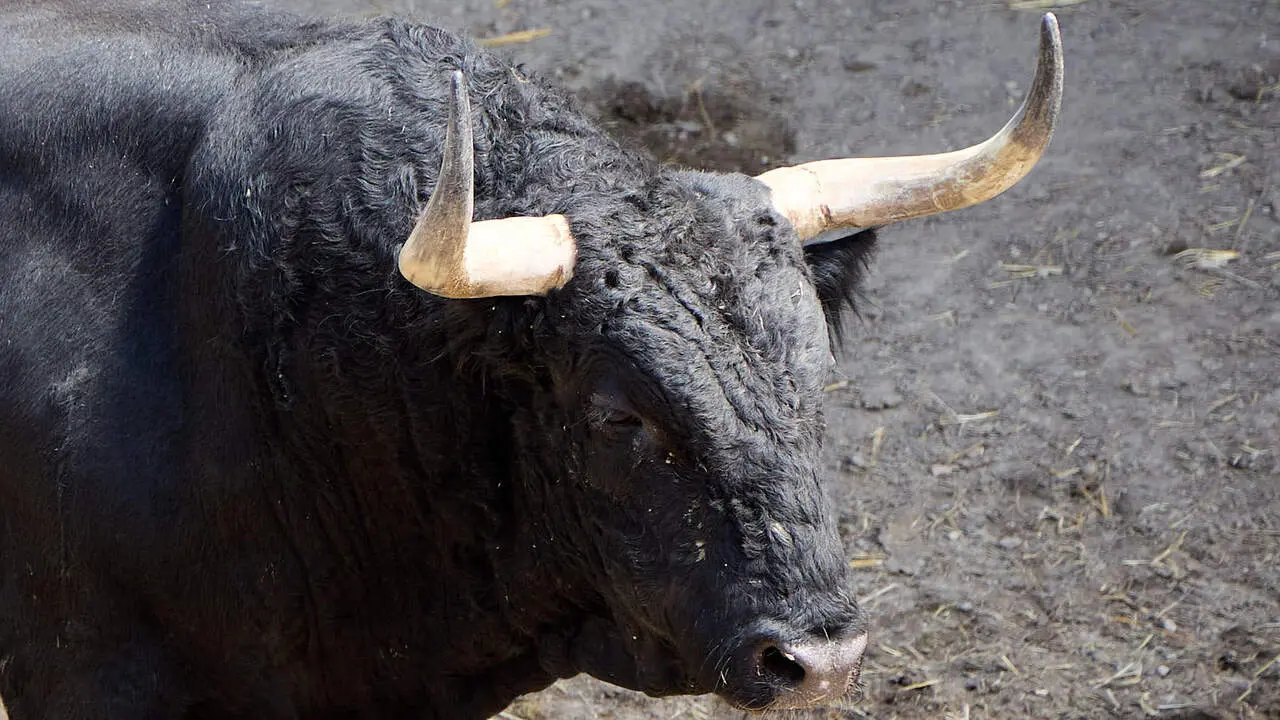 El toro 'Fanfarr&oacute;n' (n&ordm; 30) de la ganader&iacute;a de Fuente Ymbro (7 de julio), negro bragado meano, y de 585 kilos de peso, en los Corrales del Gas de Pamplona para San Ferm&iacute;n 2026. I&Ntilde;IGO ALZUGARAY