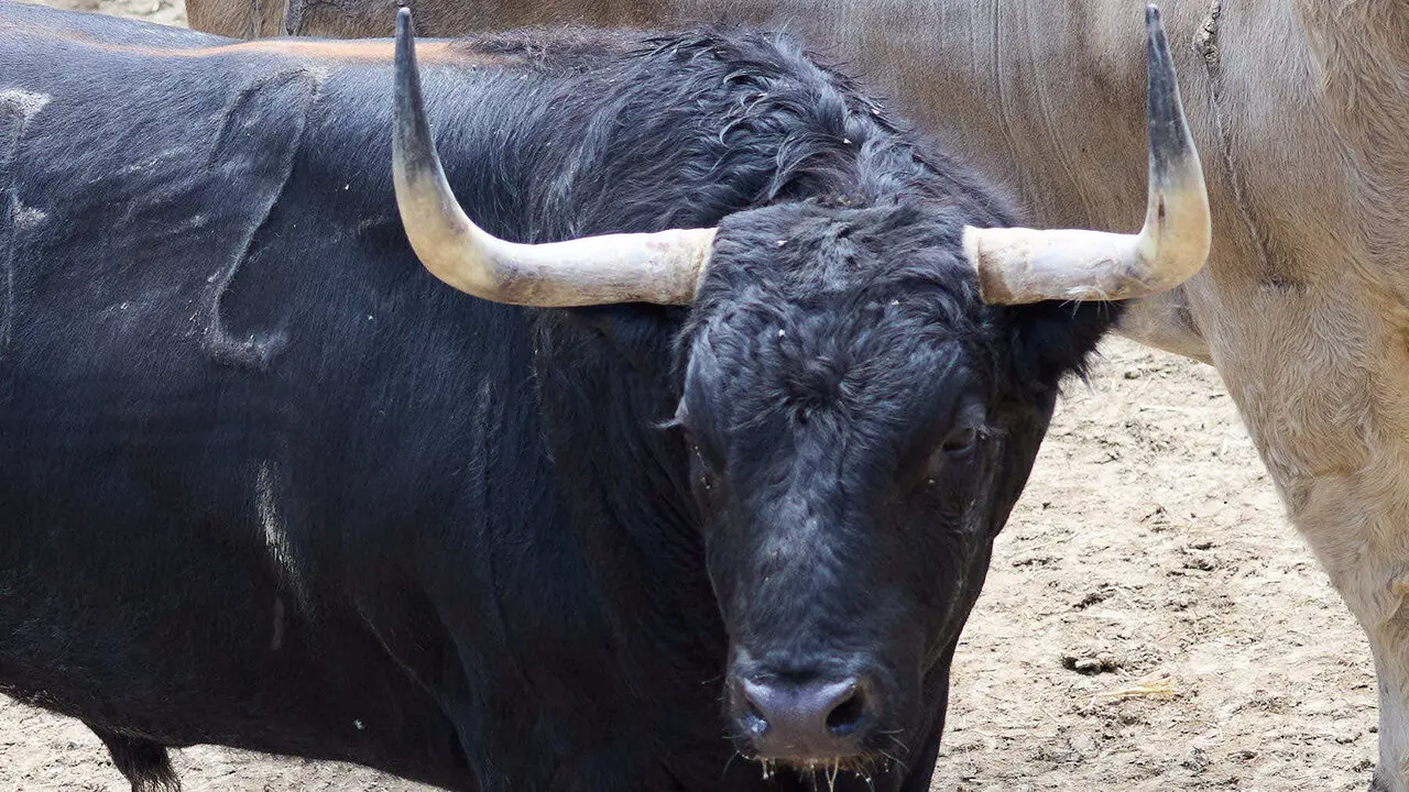 El toro 'Manirroto' (n&ordm; 72) de la ganader&iacute;a de Fuente Ymbro (7 de julio), negro list&oacute;n, y de 570 kilos de peso, en los Corrales del Gas de Pamplona para San Ferm&iacute;n 2026. I&Ntilde;IGO ALZUGARAY