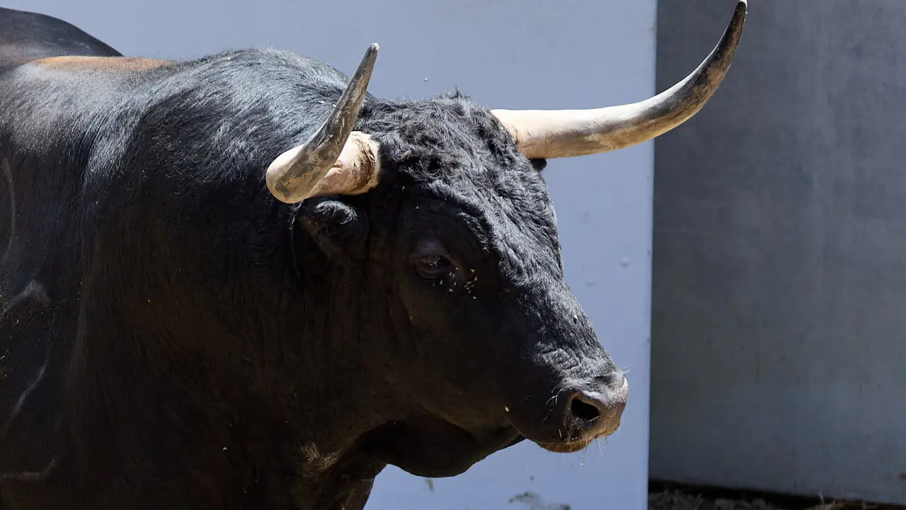 El toro 'Hostelero' (n&ordm; 95) de la ganader&iacute;a de Fuente Ymbro (7 de julio), negro, y de 610 kilos de peso, en los Corrales del Gas de Pamplona para San Ferm&iacute;n 2026. I&Ntilde;IGO ALZUGARAY